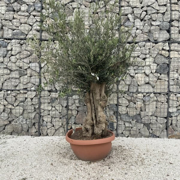 Olive Tree Gnarled XXL Natural Crown (In Patio Pot) H989 - 5277048E EDD0 4E83 AA8F 631E2D422749 1 105 c