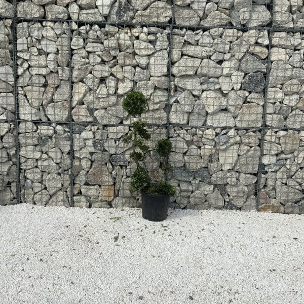 Ilex Crenata Kinme Cloud Tree J231 - 52CD6440 2634 4004 91F9 01E823E3B1D9 1 201 a scaled