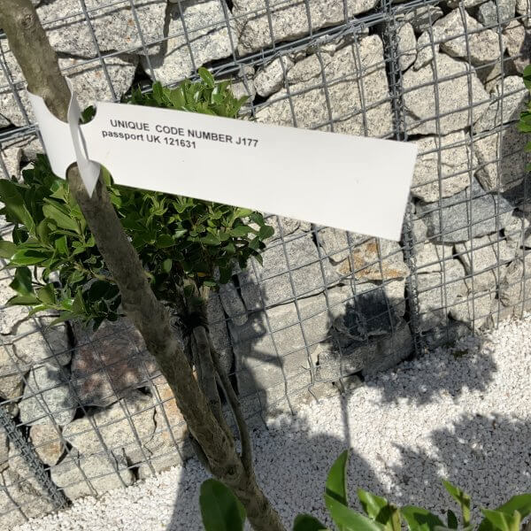 Ilex Maximowicziana Cloud Tree J177 - 5422F627 4B92 4A24 AAFE 729D6D1732FA scaled