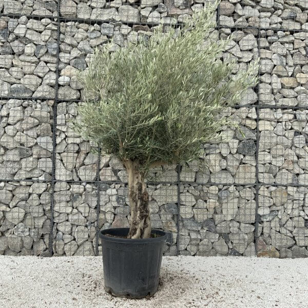 Tuscan Olive Tree XXL Fluted/Chunky Multistem J043 - 54BDDEF8 C4E0 4E49 93AA F97A4BD58471 1 105 c