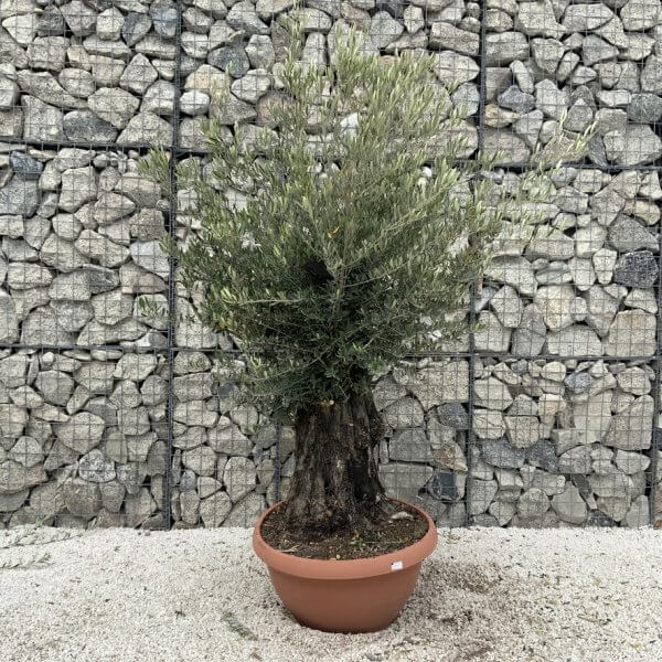 Olive Tree Gnarled XXL Natural Crown (In Patio Pot) H984 - 54E8105F CBA2 4B8F B151 FE7A1987F1EE 1 105 c