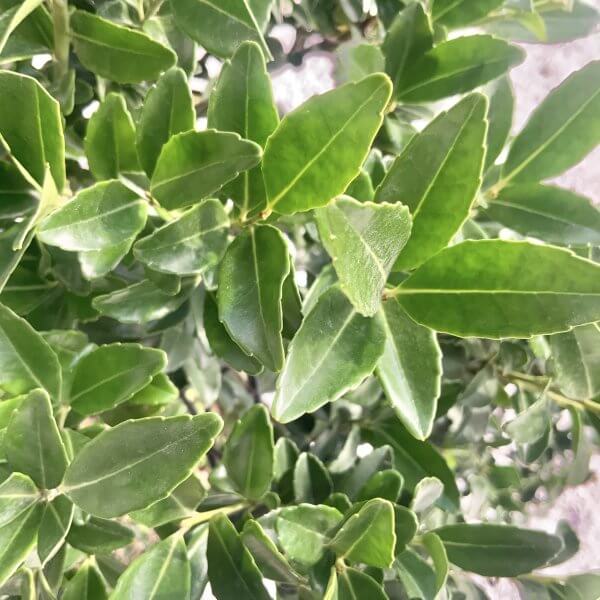 Ilex Maximowicziana Cloud Tree J190 - 54E8EC9E 33BD 427A AF7C 93D0BAA7273B 1 201 a scaled