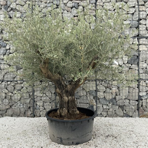 Gnarled Olive Tree XL Multi Stem Low Bowl J151 - 56BB0E06 0641 446D A472 18CA0FA3FB9C scaled