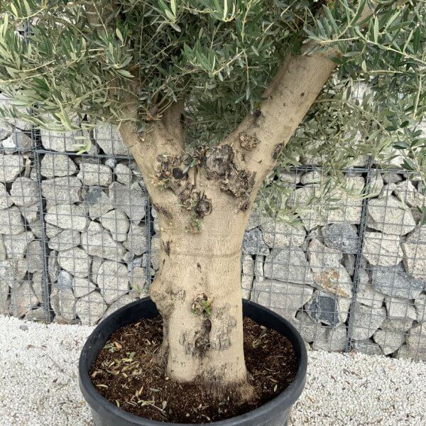 Tuscan Olive Tree XXL Fluted/Chunky Multistem J115 - 57150129 B96D 460D B60C 999244466F64 1 105 c