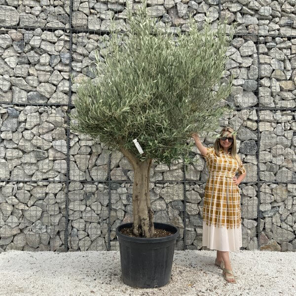 Tuscan Olive Tree XXL Fluted/Chunky Multistem J051 - 5758E840 9763 4C6C 8A8E A8473DF6325F scaled