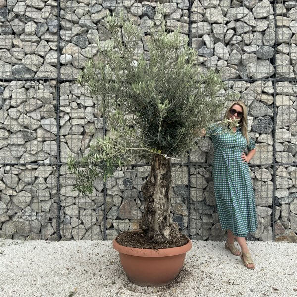 Olive Tree Gnarled XXL Natural Crown (In Patio Pot) H969 - 575AD5E5 AA48 49DC B8CA DD533C2BB6A4 scaled