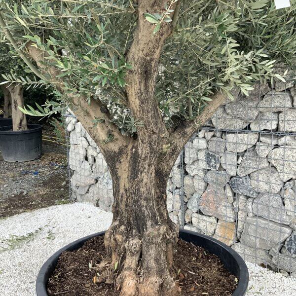 Gnarled Olive Tree XL Multi Stem Low Bowl J156 - 58296AD6 A7D7 4FB3 9457 5895FDD2FEEA scaled