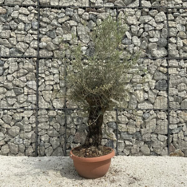 Olive Tree Gnarled XXL Natural Crown (In Patio Pot) H942 - 58402067 B293 4827 BAFC 731BE90239EF scaled