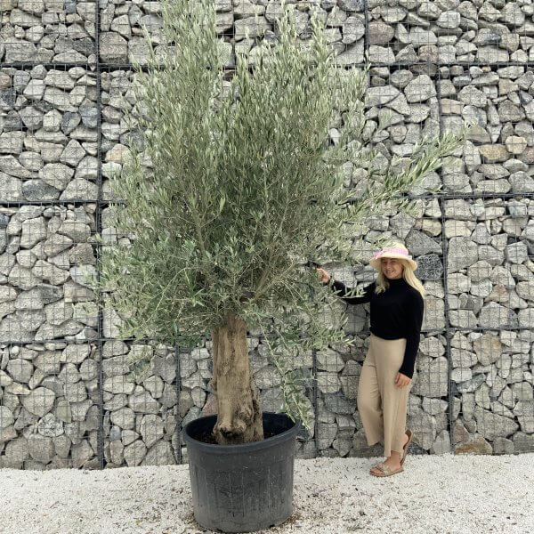 Tuscan Olive Tree XXL Fluted/Chunky Multistem J124 - 590405EB 7E45 4C15 A503 DA14AA43474D scaled