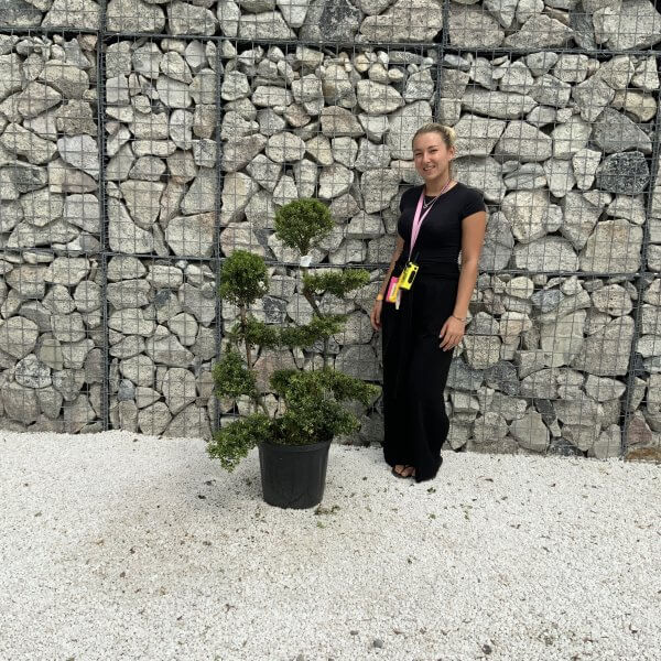 Ilex Crenata Kinme Cloud Tree J226 - 5989DAE0 3505 4A18 9289 579B47A811CD scaled