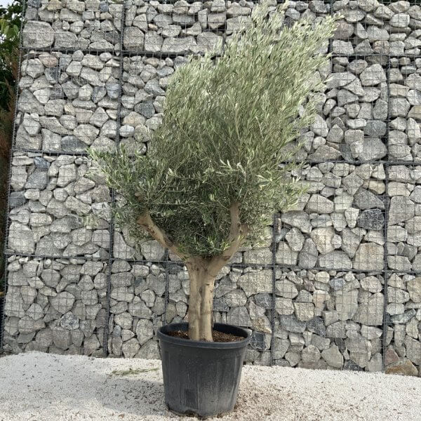 Tuscan Olive Tree XXL Fluted/Chunky Multistem J021 - 59EF92D5 A90F 40CB BE07 C7B63A2BF157 1 105 c