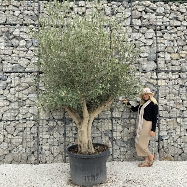 Tuscan Olive Tree XXL Fluted/Chunky Multistem J137 - 5A8E2D61 4D02 4453 A795 333F7DAC24D5 1 105 c