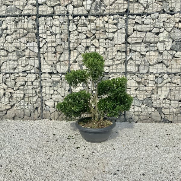 Ilex Maximowicziana Cloud Tree J190 - 5C9FE272 2C64 4CF6 99B0 4BC73716F6EF 1 201 a scaled