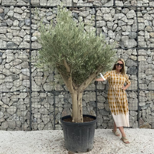 Tuscan Olive Tree XXL Fluted/Chunky Multistem J029 - 5D2988BE A051 4B0D 9823 49D4BABBCE5C scaled