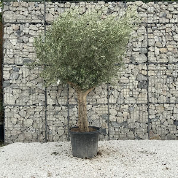 Tuscan Olive Tree XXL Fluted/Chunky Multistem J073 - 5D303874 E914 4A6A BBC6 900CE4CB0E2E scaled