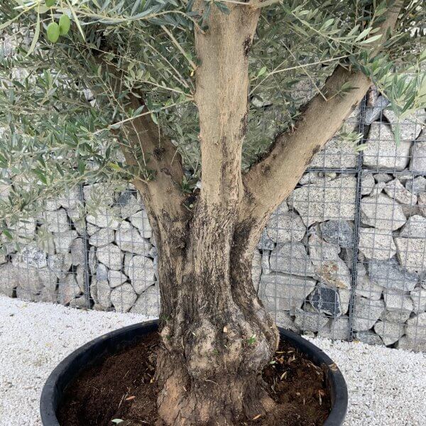 Gnarled Olive Tree XL Multi Stem Low Bowl J173 - 5E1000C0 36D6 4692 82D0 49C9DB939827 scaled