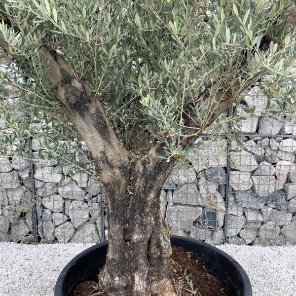 Gnarled Olive Tree XL Multi Stem Low Bowl J170 - 5E966FCC 01B0 4B78 87C8 F0894928C220 scaled