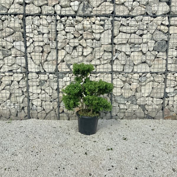 Ilex Maximowicziana Cloud Tree J278 - 5F0C928F 3461 4F3E BE60 4A7D6FF74775 1 201 a scaled