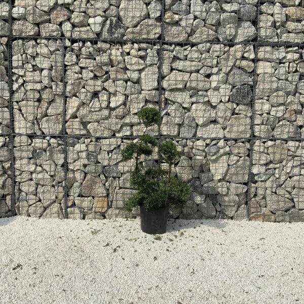 Ilex Crenata Kinme Cloud Tree J241 - 60333E45 DFC0 4594 89AD 997AE71F4ED7 1 scaled