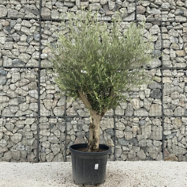 Tuscan Olive Tree XXL Fluted/Chunky Multistem J038 - 604FFCD0 F29D 4793 926E 67EF0B06F5AC scaled