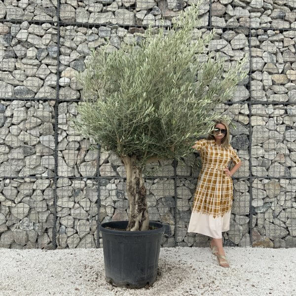 Tuscan Olive Tree XXL Fluted/Chunky Multistem J043 - 61E1D0D4 B9F8 4A15 AC0F 4FCFDE1264E1 1 105 c