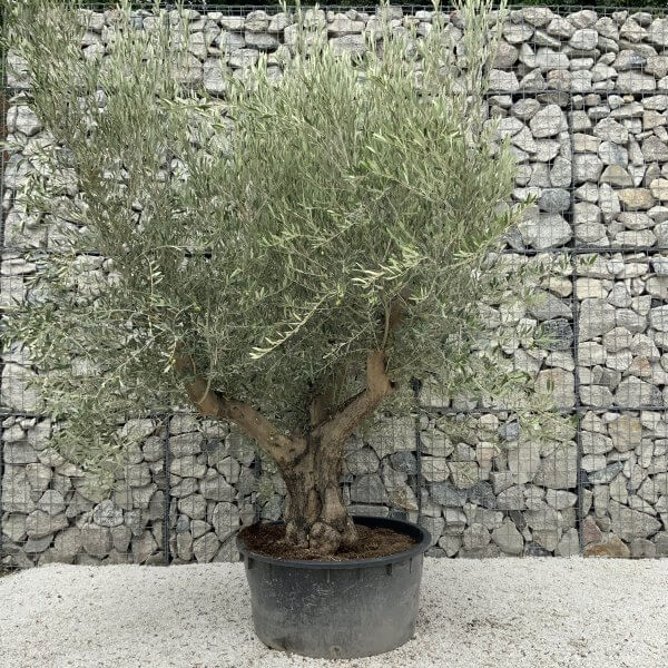 Gnarled Olive Tree XL Multi Stem Low Bowl J146 - 62521D6C 5BCC 4056 BCE8 8A34ECD80F39 scaled