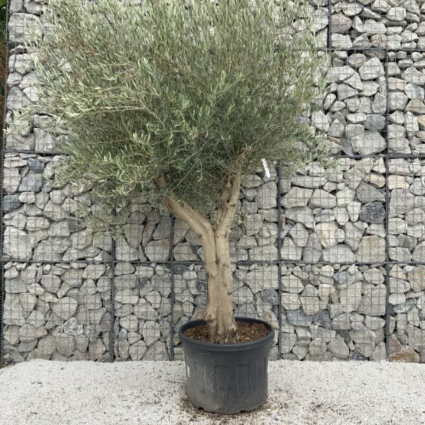 Tuscan Olive Tree XXL Fluted/Chunky Multistem J136 - 630D1EC8 090C 4CBB 82C0 0C8C1A0B53F3 1 105 c