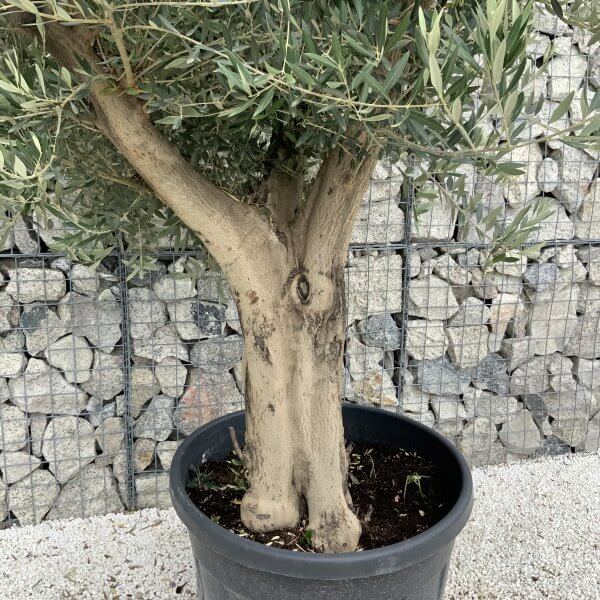 Tuscan Olive Tree XXL Fluted/Chunky Multistem J140 - 63361CCC 6692 492E A5A4 80C6244AA4C5 scaled