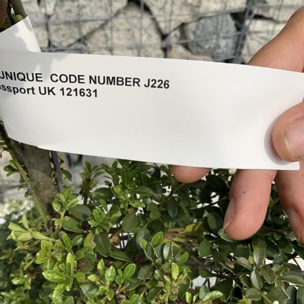 Ilex Crenata Kinme Cloud Tree J226 - 639CD8A4 39B2 4440 9D76 05A2CA86B896 scaled