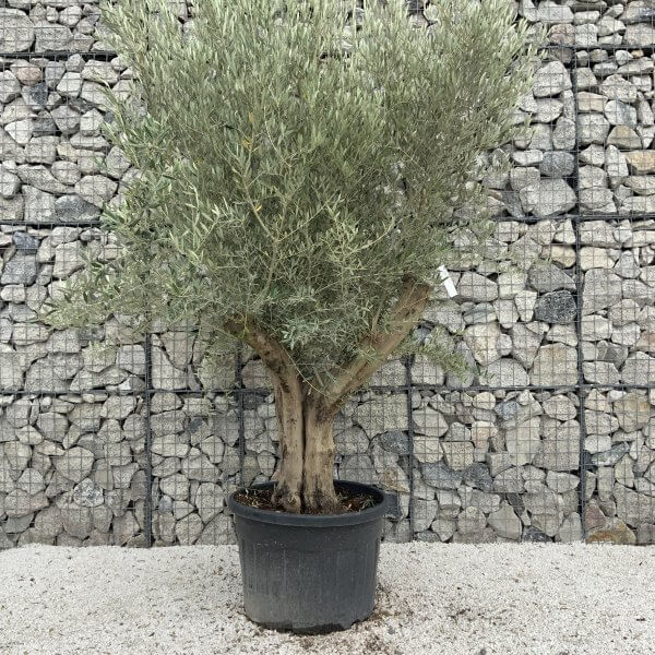 Tuscan Olive Tree XXL Fluted/Chunky Multistem J141 - 63DF9AA4 CB6F 43F2 B8FD B9D7DC52049B scaled