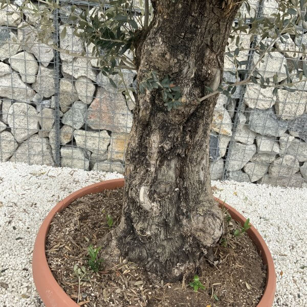 Olive Tree Gnarled XXL Natural Crown (In Patio Pot) H951 - 6432B182 6300 45E6 879F 71FD38EAFD82 scaled