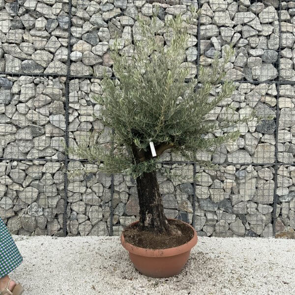 Olive Tree Gnarled XXL Natural Crown (In Patio Pot) H987 - 6698A8BA 031C 4BE2 8BDC 735124DF3615 scaled