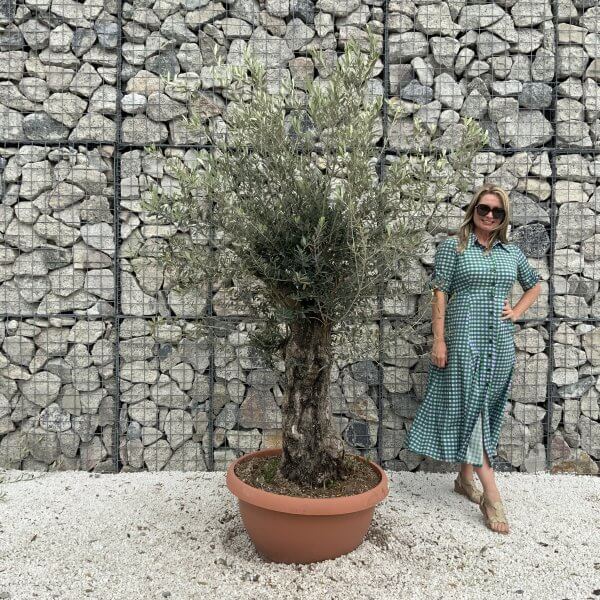 Olive Tree Gnarled XXL Natural Crown (In Patio Pot) H951 - 66B80545 2131 4A3B 9B89 D27C62DBB94A scaled