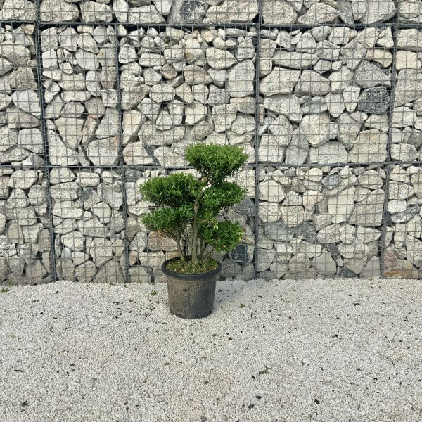 Ilex Maximowicziana Cloud Tree J277 - 67059445 B7F1 48CB A459 C5B68A86D13C 1 201 a scaled