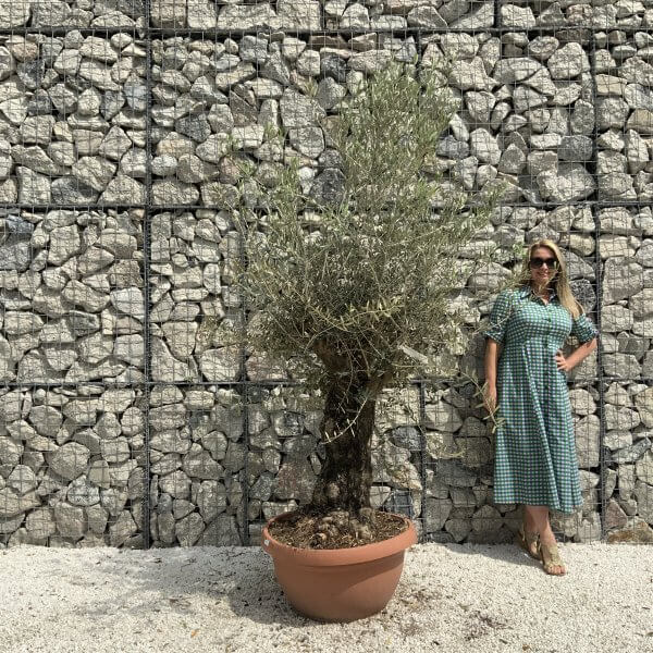 Olive Tree Gnarled XXL Natural Crown (In Patio Pot) H942 - 676747C9 B123 4C64 8489 65B489D10C2F scaled