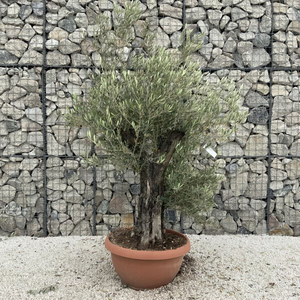 Olive Tree Gnarled XXL Natural Crown (In Patio Pot) H977 - 6788EDDA D7E2 4AAB B4D2 3FC4C1F123B9 scaled