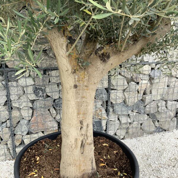 Tuscan Olive Tree XXL Fluted/Chunky Multistem J143 - 682C1A0F 4227 4DF0 AB1C F7E231FA3C66 scaled