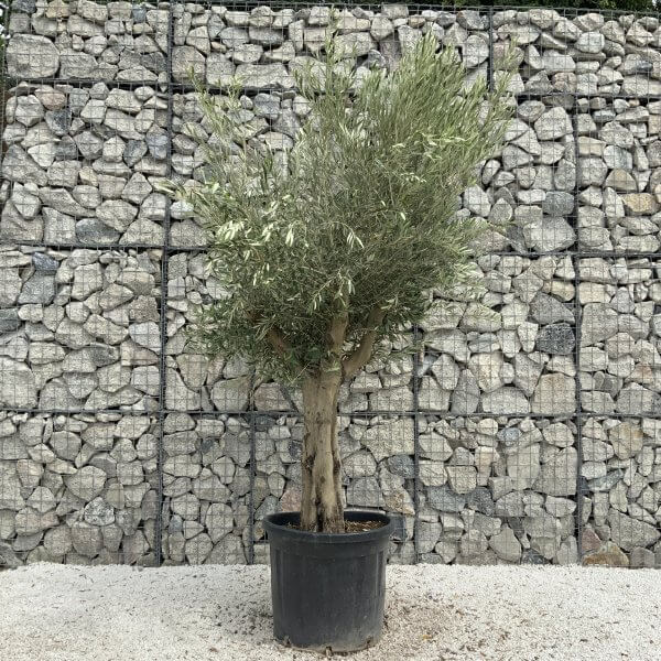 Tuscan Olive Tree XXL Fluted/Chunky Multistem J050 - 69AEB7A0 C775 4B24 9863 6CC2BDA3BBD1 scaled