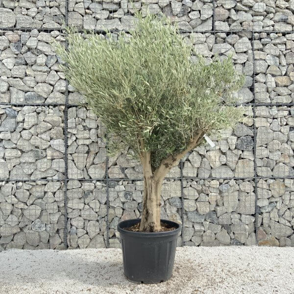 Tuscan Olive Tree XXL Fluted/Chunky Multistem J018 - 69C61236 1301 427C A154 AFD5B91DA21F scaled