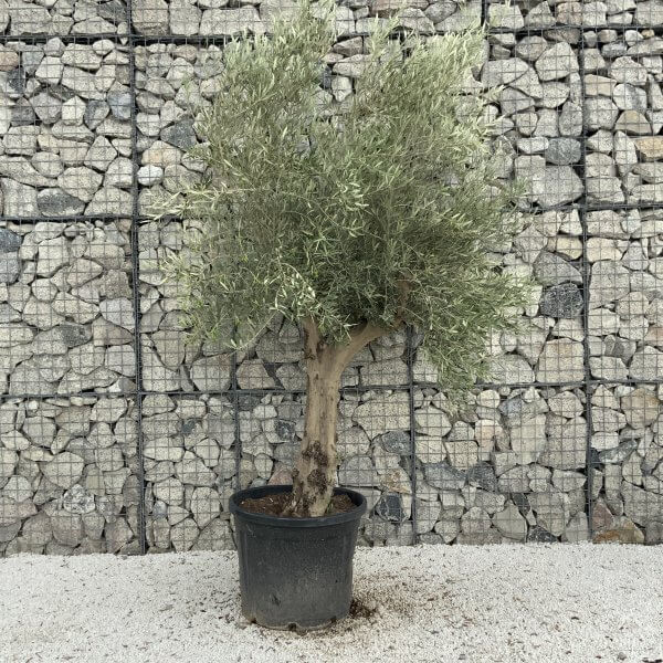 Tuscan Olive Tree XXL Fluted/Chunky Multistem J070 - 6B739D66 6DE2 48C8 9231 F84F2527B677 scaled