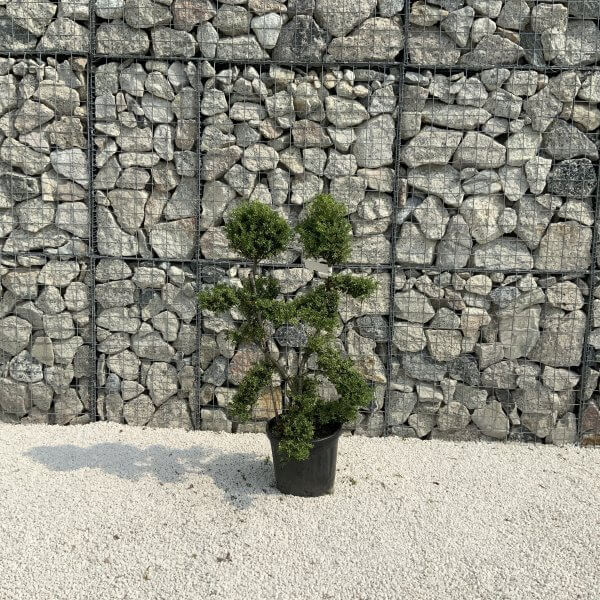 Ilex Crenata Kinme Cloud Tree J211 - 6B774D96 B624 4588 A2D3 52CFAE842FDA scaled