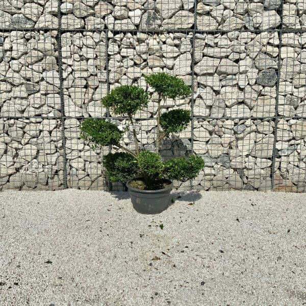 Ilex Maximowicziana Cloud Tree J180 - 6D273157 7FF1 4FDA 9B09 38702A5709E5 1 201 a scaled