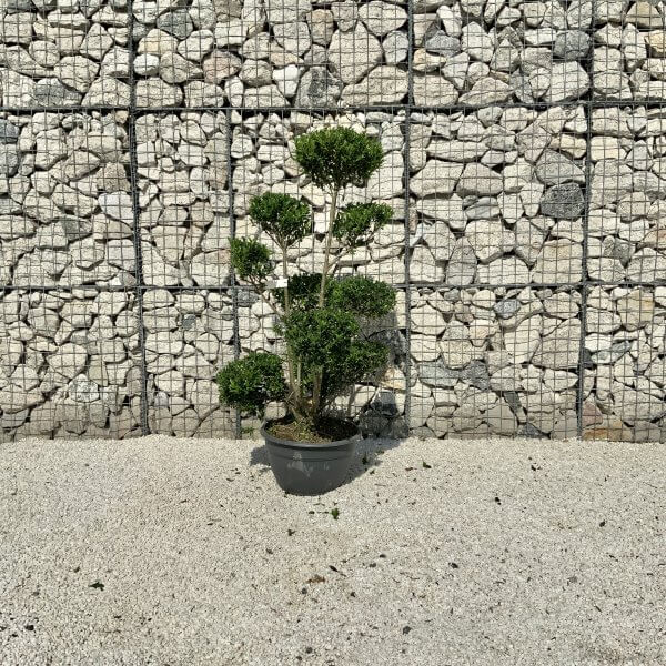 Ilex Maximowicziana Cloud Tree J181 - 6F771197 6E2E 429B 901A 7FE5CD12B4D8 1 201 a scaled