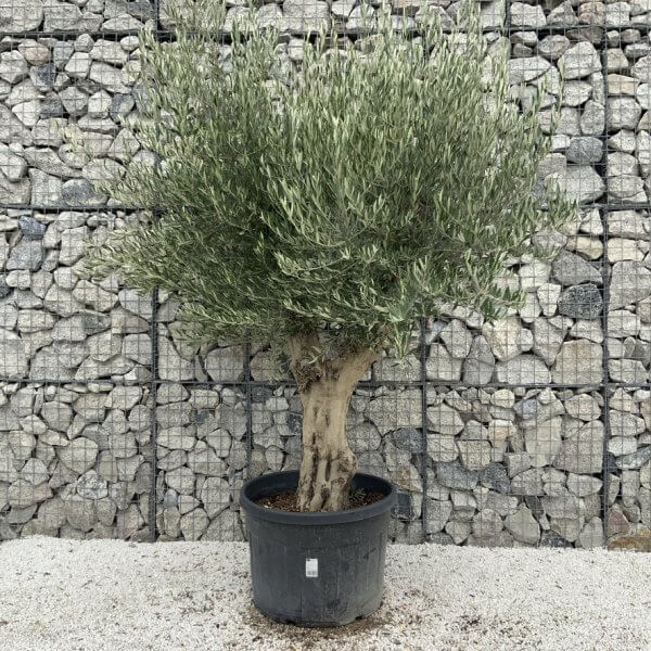 Tuscan Olive Tree XXL Fluted/Chunky Multistem J134 - 703601D1 B7F4 4096 BDD9 5B2870579225 1 105 c