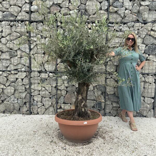 Olive Tree Gnarled XXL Natural Crown (In Patio Pot) H958 - 72C840CC 45A6 4118 AFB1 048F9B4A47AA scaled