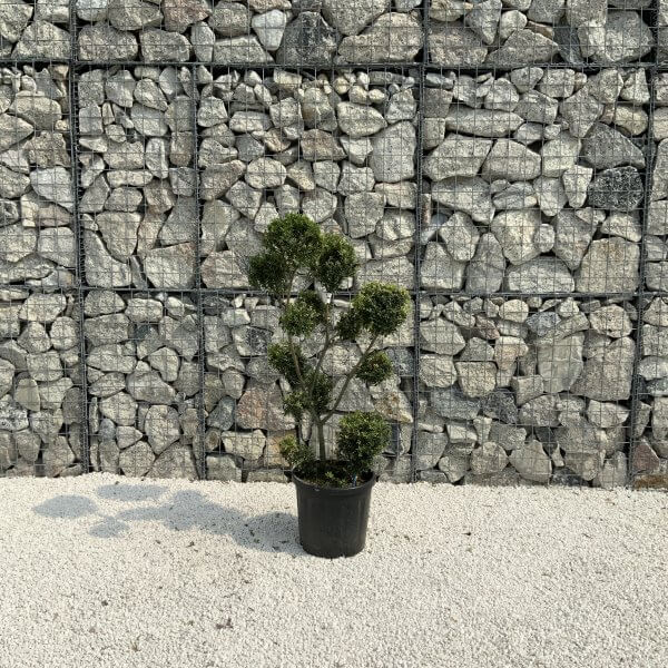 Ilex Crenata Kinme Pom Pon Cloud Tree J210 - 73506261 71CA 4A85 92B8 4D17208247BC 1 scaled