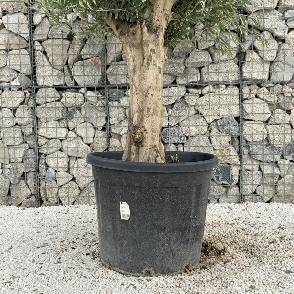 Tuscan Olive Tree XXL Fluted/Chunky Multistem J071 - 738C5AE5 3B78 4FC1 BA0E 37CE9E58E6D3 scaled