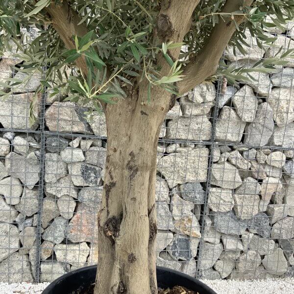 Tuscan Olive Tree XXL Fluted/Chunky Multistem J050 - 73ADFDE6 C9A2 4F43 9AD4 2E7289D38B57 scaled