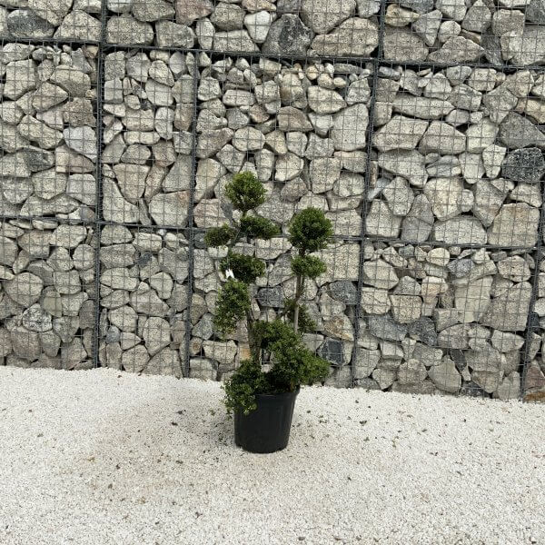 Ilex Crenata Kinme Cloud Tree J227 - 740A1CD6 2599 4999 8FE9 455C6C7BE93A 1 scaled