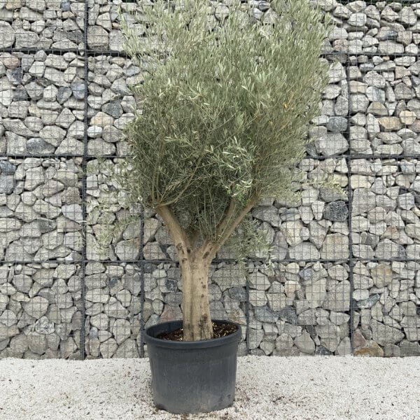 Tuscan Olive Tree XXL Fluted/Chunky Multistem J138 - 74A799CC 18D2 49B7 A05D 61733BD76E13 1 105 c